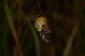 Spiders: Araneus quadratus